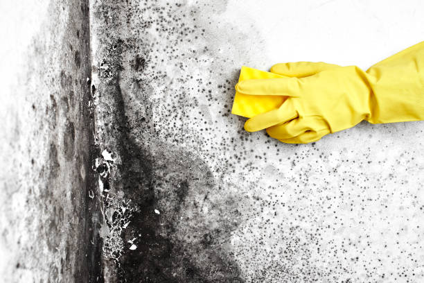 Best Residential Mold Inspection & Testing  in Roundup, MT