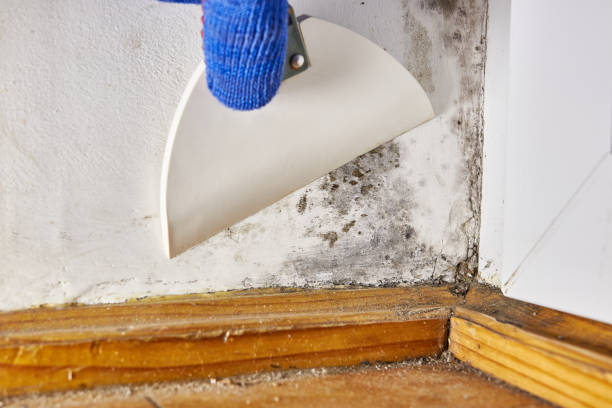Best Asbestos and Lead Testing During Mold Inspection  in Roundup, MT